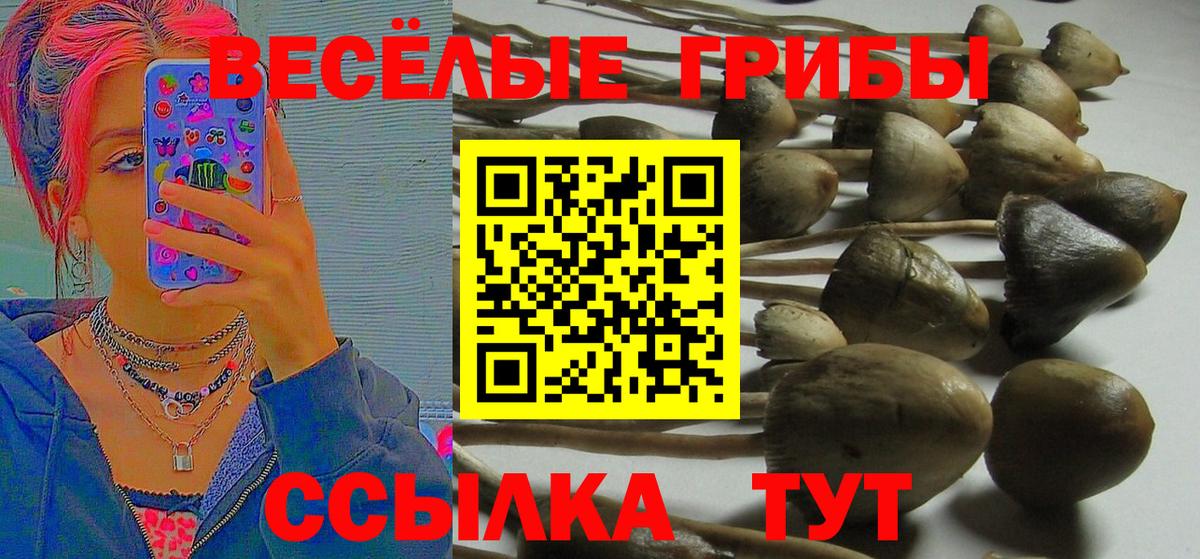 Псилоцибиновые грибы Cubensis Красноярск